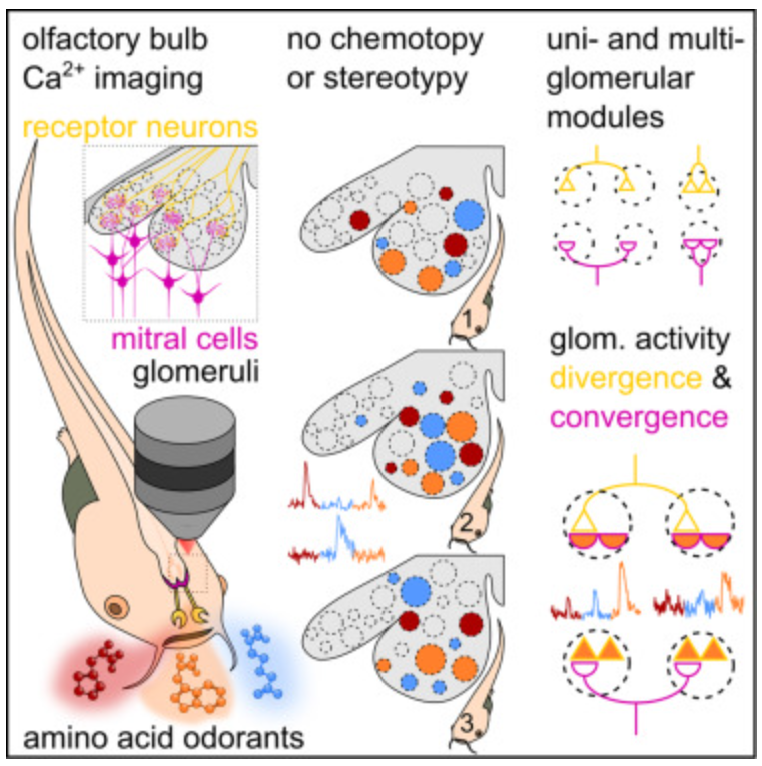 Manzini Lab 🐸 (@manzinilab) on Twitter photo Take a look at our new publication in <a href="/iScience_CP/">iScience journal</a>!
Not all olfactory bulbs are organized the same way!
In larval Xenopus (🐸), the glomerular odor map to amino acid odorants is neither stereotypic between animals nor chemotopically organized.
sciencedirect.com/science/articl… Take a look at our new publication in <a href="/iScience_CP/">iScience journal</a>!
Not all olfactory bulbs are organized the same way!
In larval Xenopus (🐸), the glomerular odor map to amino acid odorants is neither stereotypic between animals nor chemotopically organized.
sciencedirect.com/science/articl…