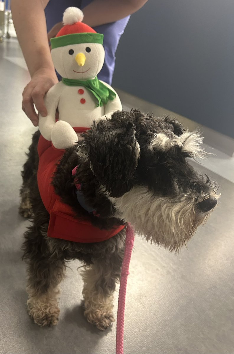 Delight from staff and patients alike at our therapy dogs’ Christmas visit; Senna, Schui and especially Rossi, who made her Mater debut, were dressed to impress!