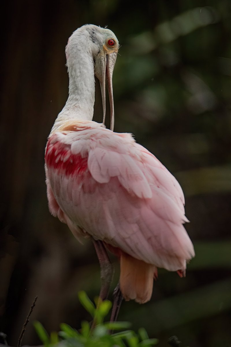 GOOD AFTERNOON #TwitterNatureCommunity 📸🦉 Here’s another image out of the Roseate Spoonbill preening sequence. I really dig the RED EYE seen here! #TwitterNaturePhotography #BirdsOfTwitter #BirdsOfX