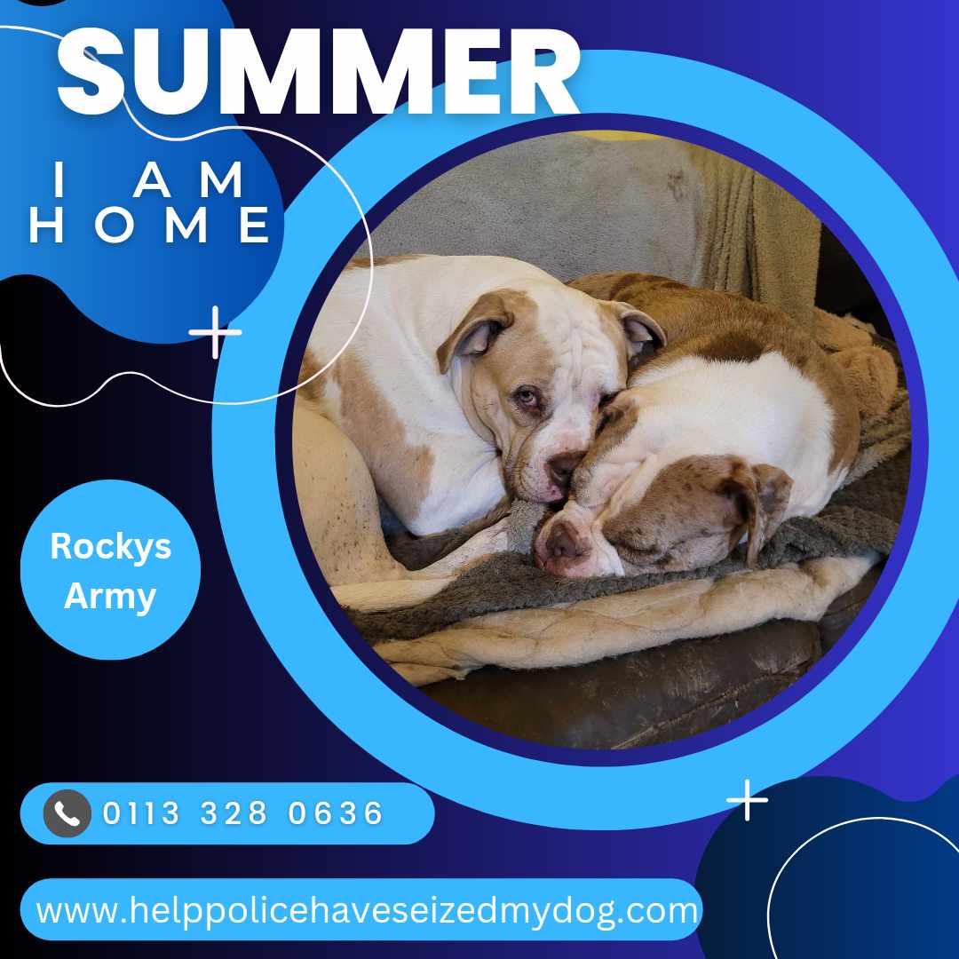 Rockys Army Fighting BSL & DDA tweet media