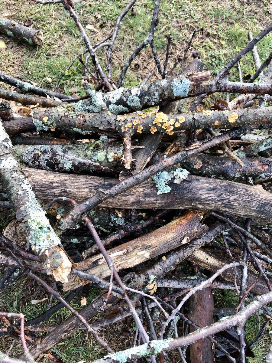 OaknThyme's tweet image. While picking up sticks and branches today, I couldn’t help but be amazed at the variety of growth and colors ✨💨 #stormcleanup