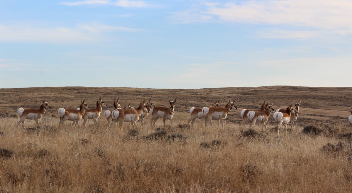 The pronghorn are enjoying this nice weather. #PowderRiverBasin #ThatsWy #ProtectPrairie #DryDecember