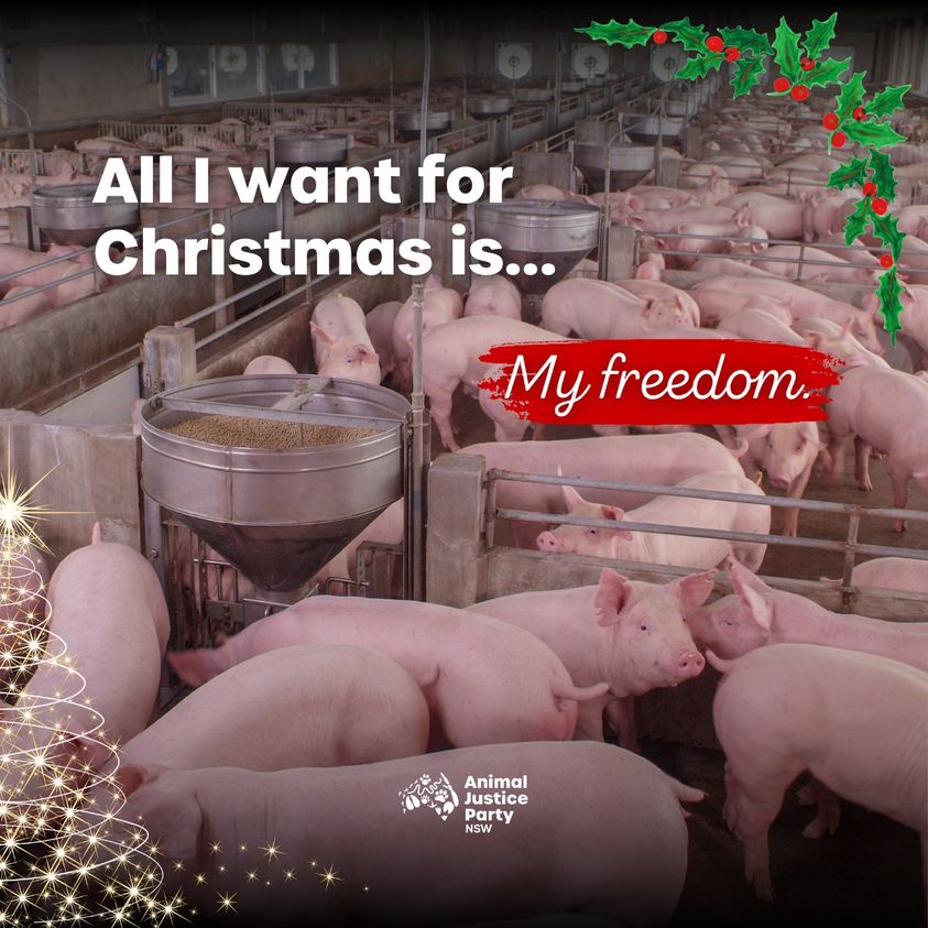 Pigs are kind, curious, and intelligent. They don’t belong here. Choose kindness this Christmas. Keep pigs off your plates. #kindness