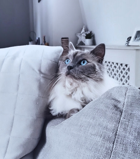 ❤️🐱 A Happy Cat Life Story: Talisker

Maria says, "Talisker is famous in the neighborhood! He sleeps in a basket by the window &amp; gets his photo taken by people passing by. He adores cuddles!”

#cats #cat #CatsOnTwitter #CatsOfTwitter #CatTwitter #meowwiki