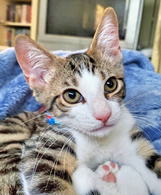 ❤️🐱 A Happy Cat Rescue Story: Dexter (Tabby)

Michael says, "Dexter is our 4-month-old rescue kitten. He brings joy to our family because he is happy, active, and cute.”

#cats #cat #CatsOnTwitter #CatsOfTwitter #CatTwitter #meowwiki