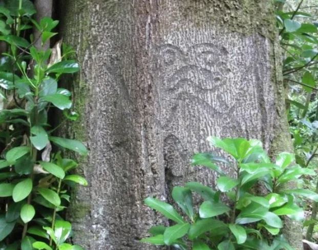 Over the past 13 years, Te Papa’s Conservator, Nirmala Balram has been working with the Moriori community to rescue the most at-risk tree carvings on Rēkohu. In this article, learn about her recent trip. tinyurl.com/msf2aau6