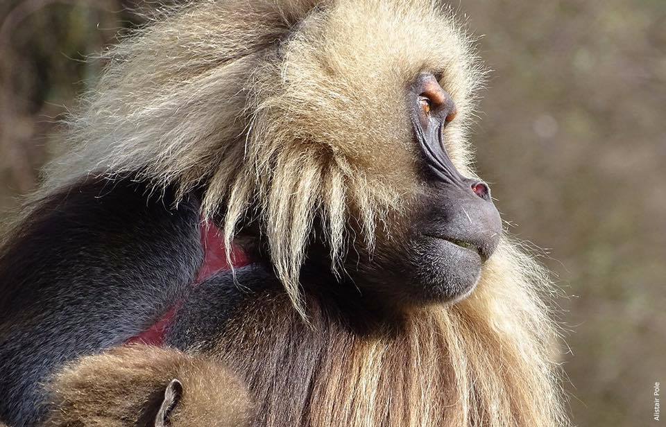 Gelada Baboon (Theropithecus gelada) male running in Simien Mountains National Park, Ethiopia. Photo by African Wildlife Foundation.
#VisitEthiopia  #TraveltoAfrica #TravelDaily
@visiteth251