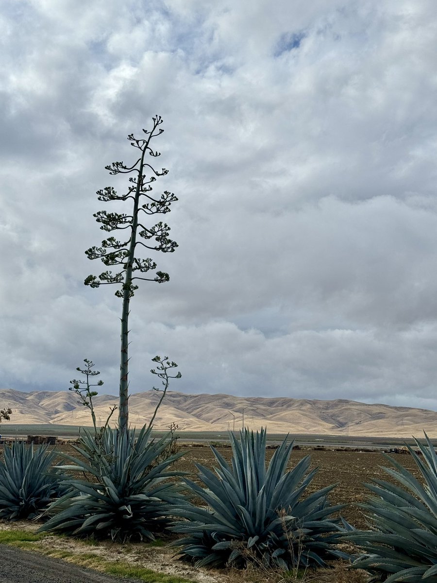 This agave at the farm decided now was its time to bloom! I estimate the stalk to be over 30 feet tall.