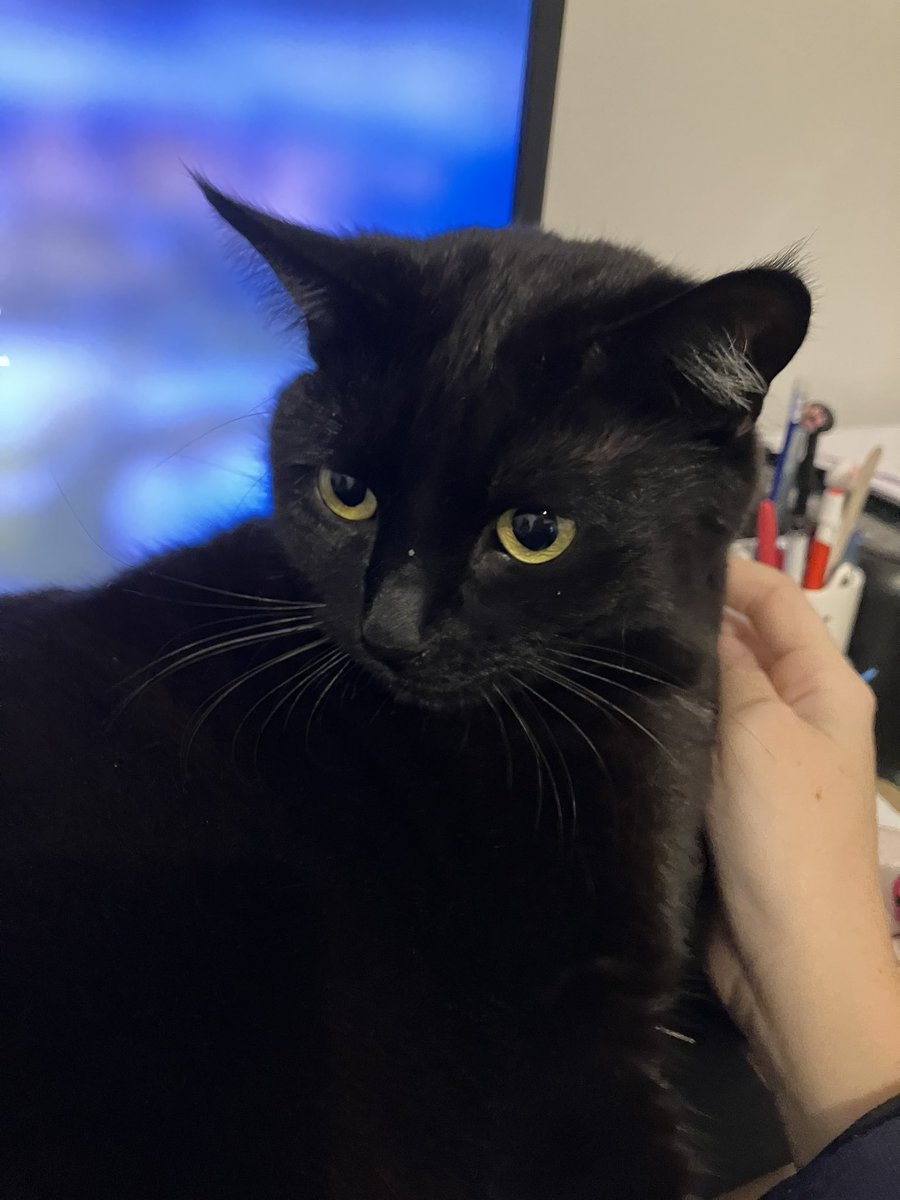 RubisChat's tweet image. Ma grande maman, elle se moque de moi parce que j’ai une paillette sur le nez :(