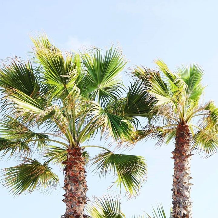 The best trees are Palm Trees because it means your near the beach!