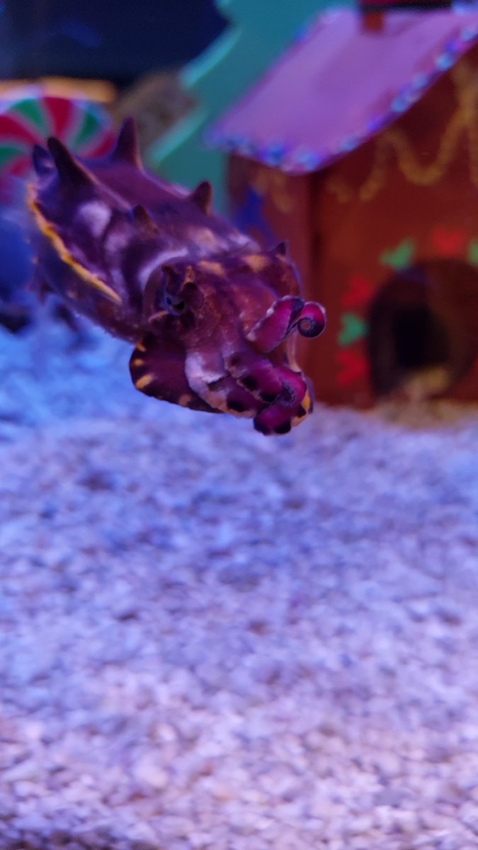RememberTMagic's tweet photo. Merry Fishmas. Overlay within The Seas Pavillion in some of the tanks. https://t.co/yOB7PLthN2