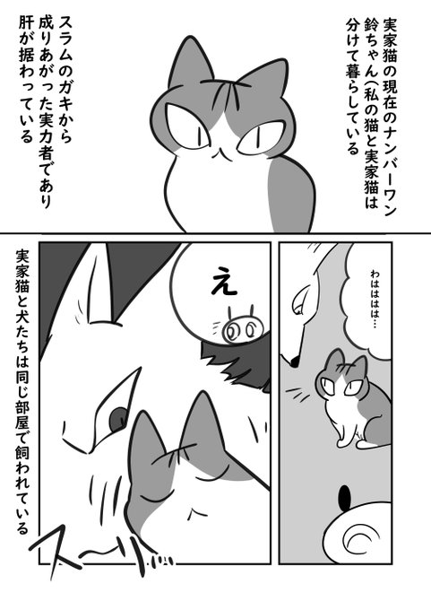 犬猫マンガまとめ売り(バラ売り不可) GBwJ9wRawAAYM4X.jpg:small