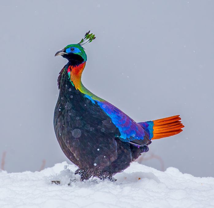 Lovely birds in China🐦 tweet media