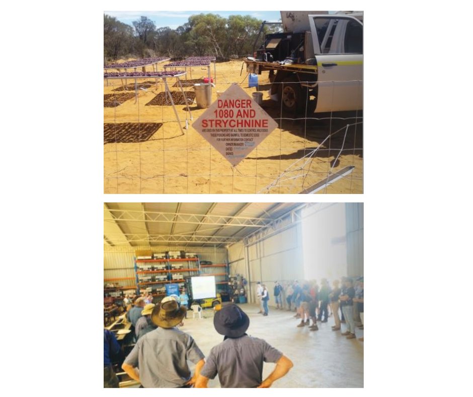 'Northern Biosecurity Group helps pastoralists battle declared bests'

Click here to read the full article and more from the 2023 DSSA Magazine: dorper.com.au/northern-biose…