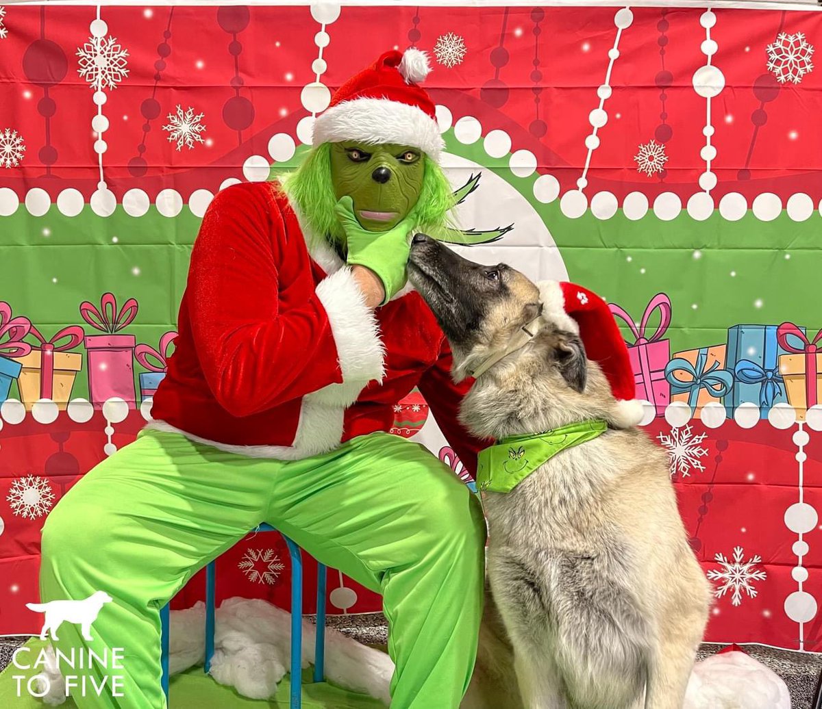 Guess who dropped by our doggy daycare last week? The one and only #Grinch! 🎄

Our next doggy photoshoot is turning Hogwarts-themed on January 8th and January 12th! 🧙‍♂️✨ Reservations are a must, book now caninetofive.portal.gingrapp.com
 🐶 #DoggyPhotoshoot #HarryPotter