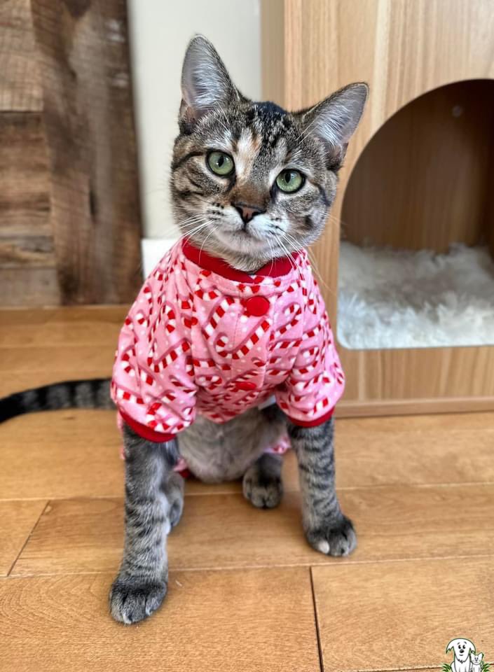 “Hey, cat friends! If you’re like me you’re REALLY excited for the holidays! 🎄 But, please stay away from tinsel, poisonous plants like mistletoe, ribbons and bows! 🎀 Stick to the things you know - like BOXES!” - Caria 🐾 #AARCS #CatPSA