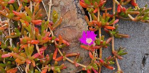 Ancient insect vision tuned for flight among rocks and plants underpins natural flower colour diversity  @AnimAlanDorin, @JirGarc, @TheFlwrSearcher, Martin Burd  doi.org/10.1098/rspb.2…, explaining a key riddle about flower evolution in @plantsciences