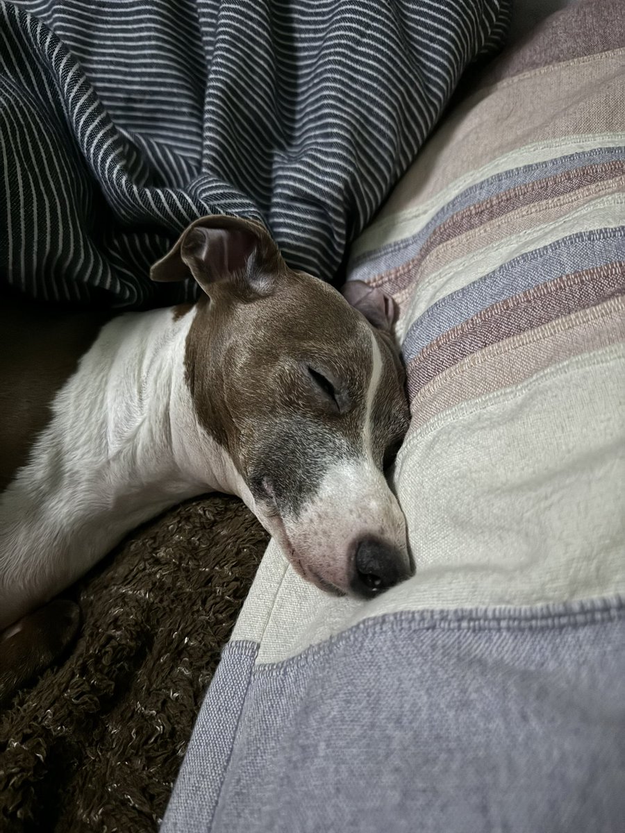 TwoItalianGrey's tweet image. 寒くなったから、布団から出てこない😅

メグちゃん😴💤