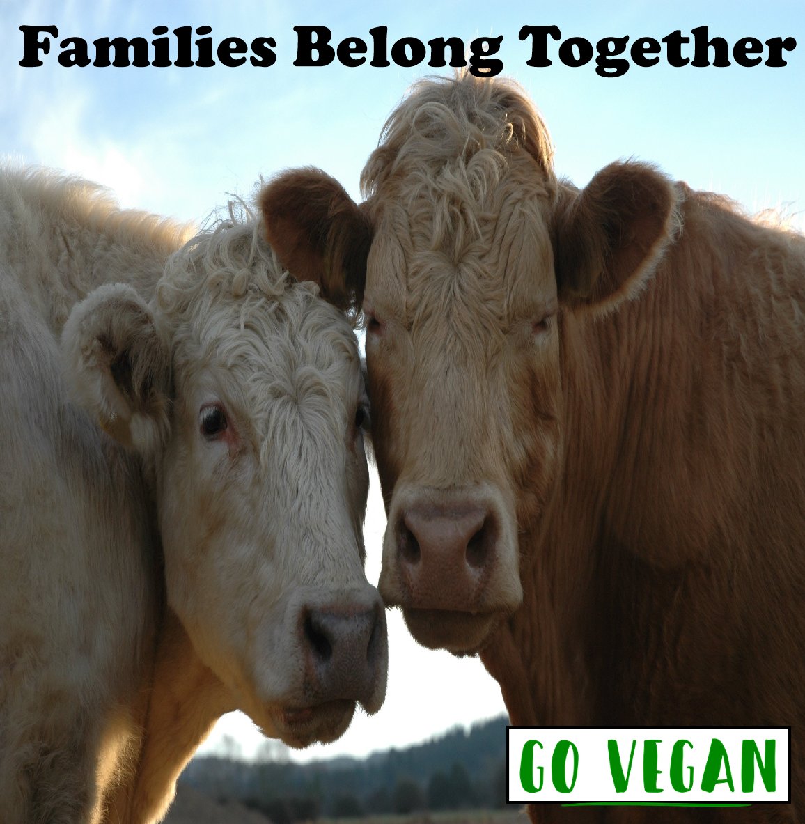 #familiesbelongtogether #keepfamiliestogether #families #together #pictures #govegan