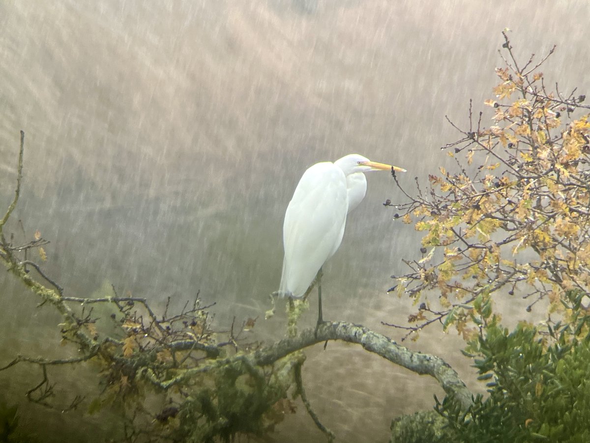 I need to learn more of my pájaros next year! They are ridiculously beautiful & carry so much ecology knowledge in their life history & relationships with the environment. Ever since I took this ED job, I moved a birding scope to my office. I pictured this Ardea alba last week: