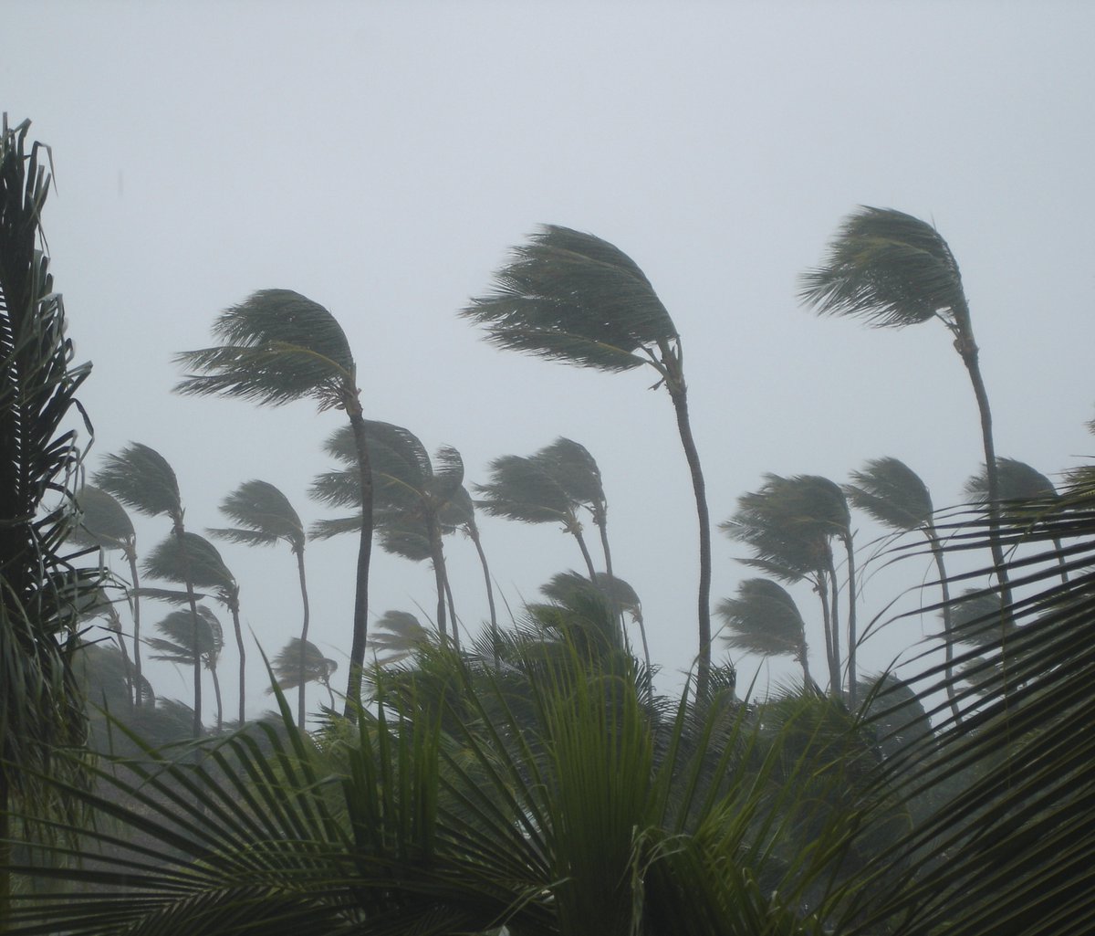Have you been affected by ex-Tropical Cyclone Jasper?

Primary producers can report damage or losses here: daf.qld.gov.au/disasterimpact…

Visit business.qld.gov.au/industries/far… for updates on financial assistance for primary producers.

Or phone 13 25 23 for more info/assistance.