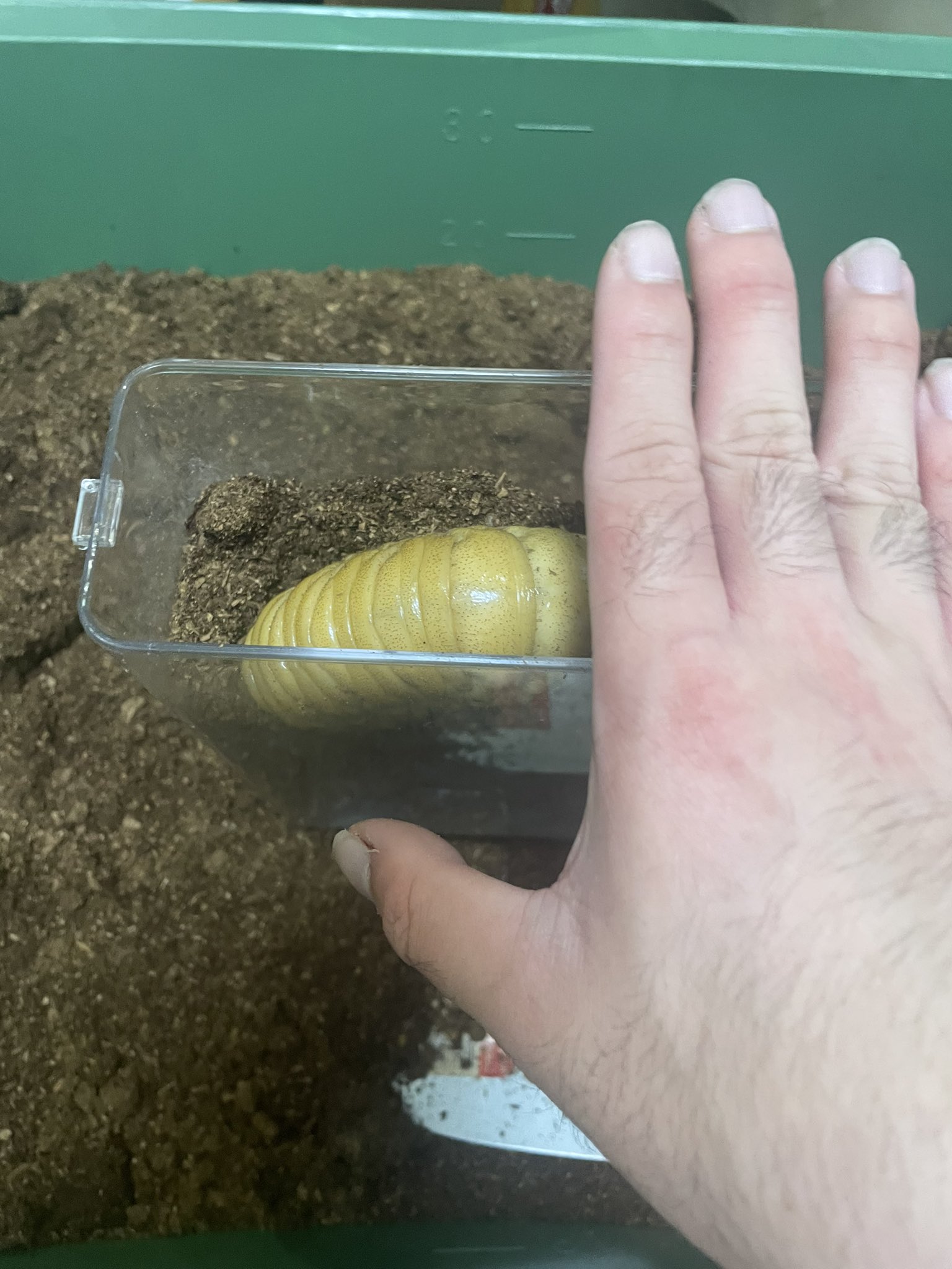 最強のカブトムシ☆クワガタマット作ってます 最強のカブトムシ☆クワガタマット作ってます