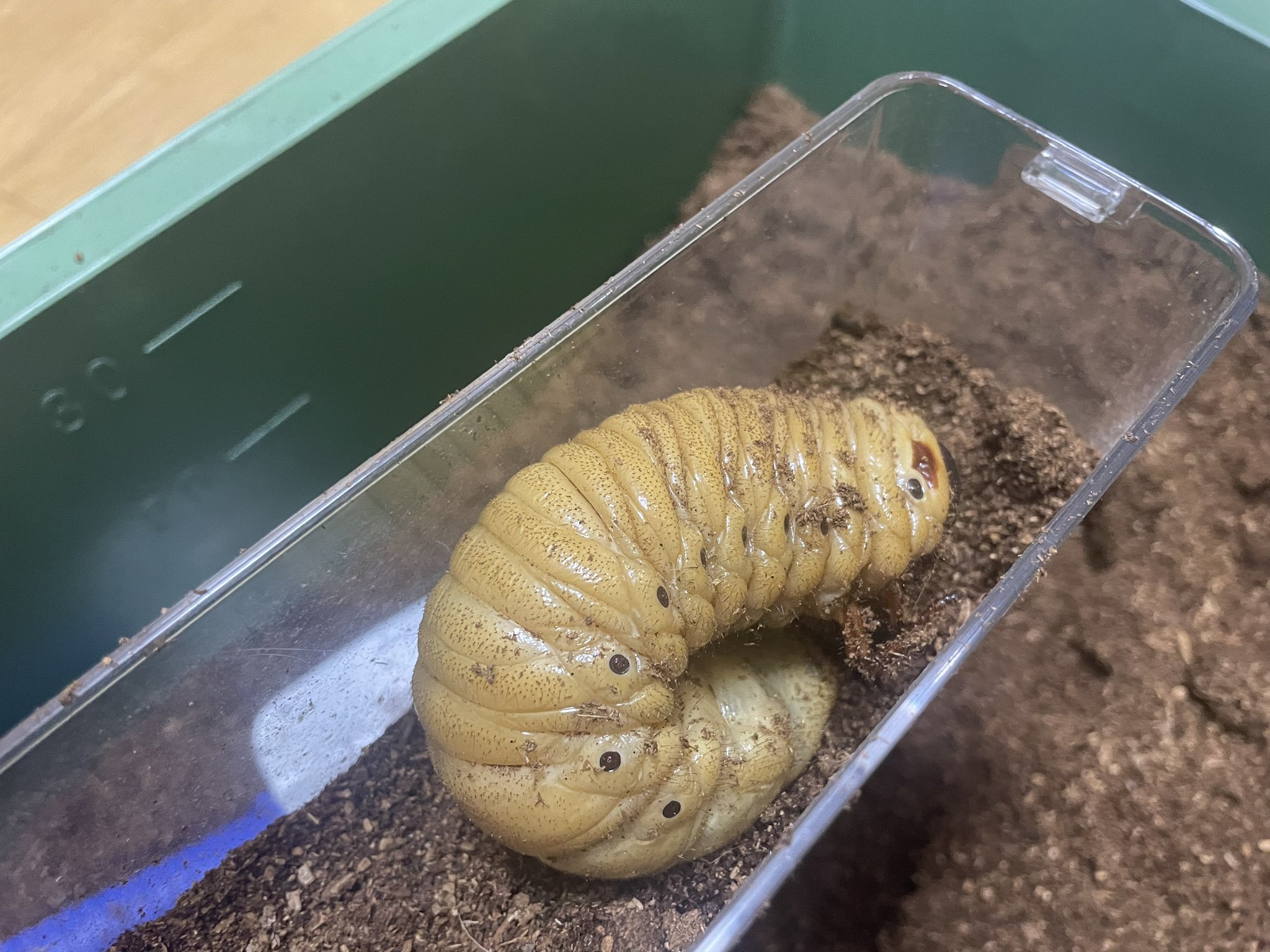 最強のカブトムシ☆クワガタマット作ってます 最強のカブトムシ☆クワガタマット作ってます