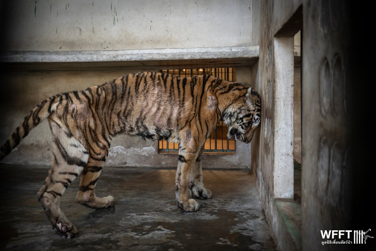🐯 Twelve #Tigers & Three #Leopards Saved from Tiger Farm in #Thailand after Historic #Rescue Mission 🐆 Read the full story & see the incredible photos from this enormous, life-saving mission, which kind people like you made possible 🙏wfft.org/tigers/wfft-sa… 📷 Amy Jones/ WFFT