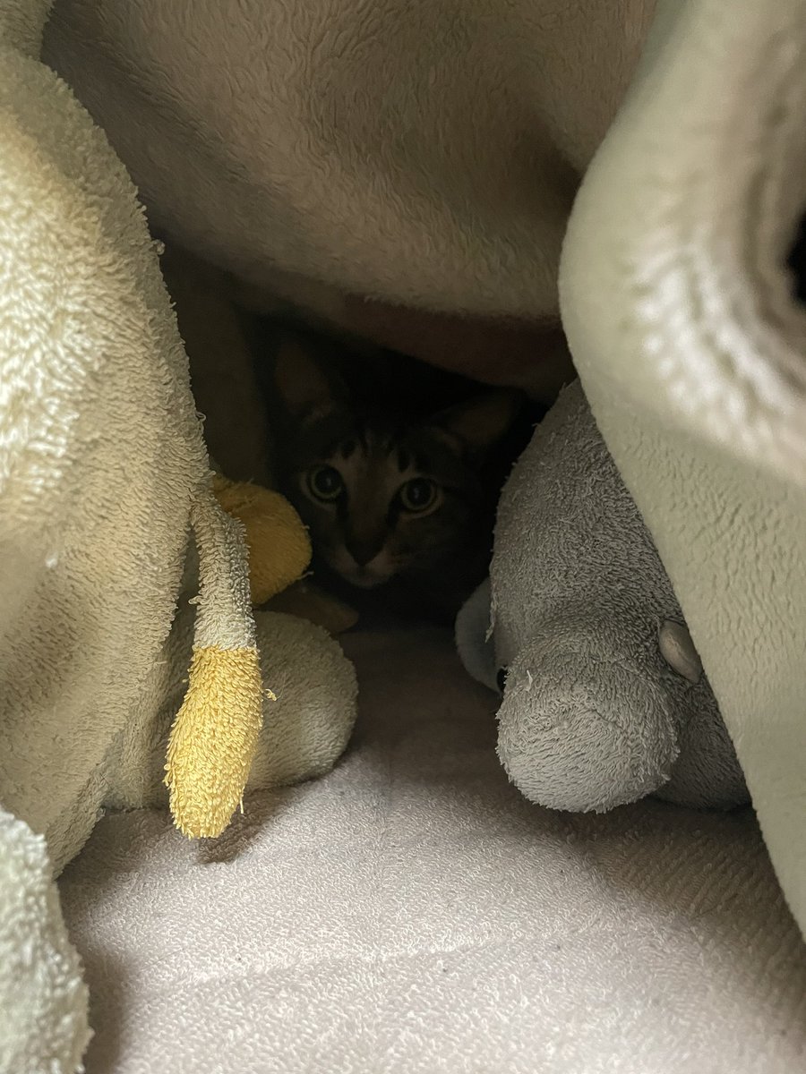 neconiai's tweet photo. 15年くらい前に
色々な保険会社に電話して

「猫が入れる保険はないですか？」て聞いたことがある

返事は
「ペットを保険に入れる人はいないですよ」だった。

今はペット（家族）が入れる保険が沢山あり嬉しい。 https://t.co/1Vc0okfEq9