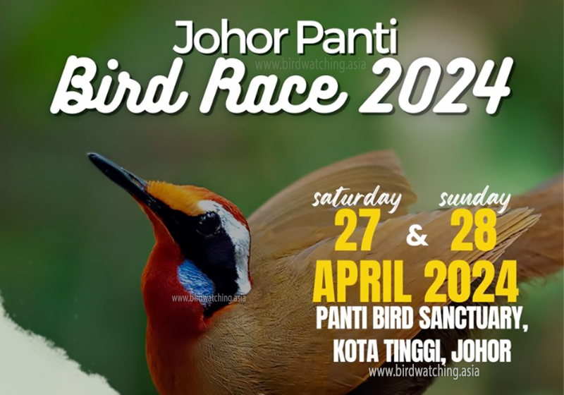 Panti Bird Race 2024 - bit.ly/3NzFwg1 #PantiBirdRace #PantiBirdRace2024 #pbr2024 #birdrace #birdwatching #birdwatchingmalaysia #birding #birdingmalaysia #johor