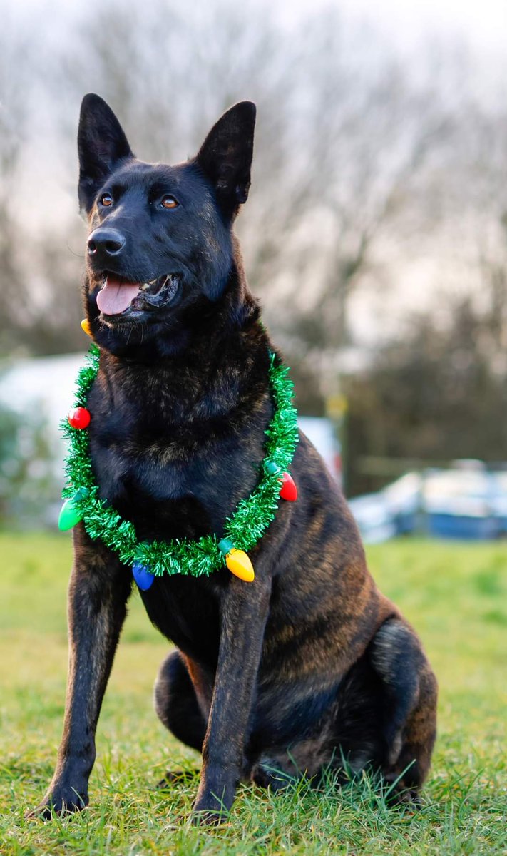 Vinnie, Ted, Arlo and Dutch from the #Notts kennels getting in the #Christmas Spirit 🎅😂

#dogs #GermanShepherd #Wednesdayvibe #dogsoftwitter #ChristmasDogs #Wednesday