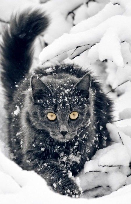 Hace frío por aquí hoy...😱😳🫨😁 #cold #nieve #itscold #WednesdayMotivation #cats #storm #CatsOnTwitter #CatsAreFamily #xcats #pets