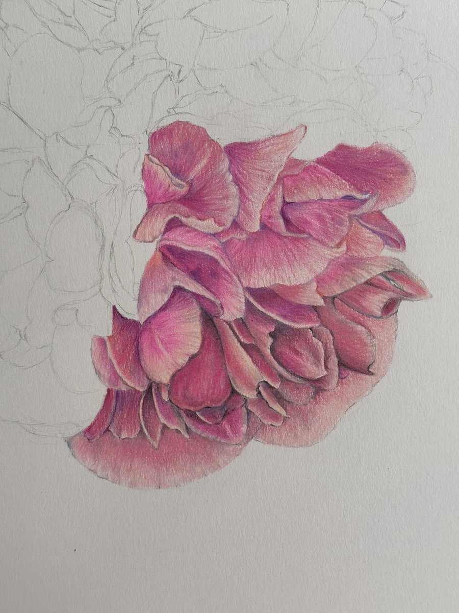 Camellia 🩷🤍

#camellia #art #artist #colouredpencil #colouredpencilart #illustration #illustrator #wip #floral #flower