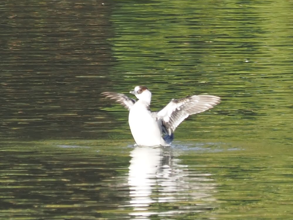 kake3's tweet image. ミコアイサ到着。