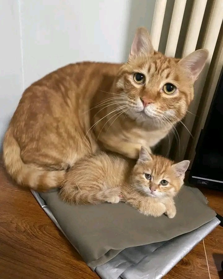 Copy paste