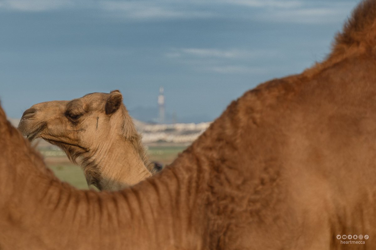 صباح الخير #عام_الابل_2024 🇸🇦