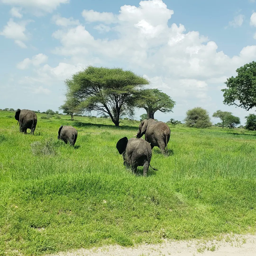 📍Are you ready to for your safari experience and adventure? 

Let's start planning your extraordinary journey through Tanzania.  Budget safari, private safari !
Don't hesitate to contact us via  ☎️+255768927934
📩info@chanceventuretours.com 
#tanzaniaholiday #aoutdoor #exotic