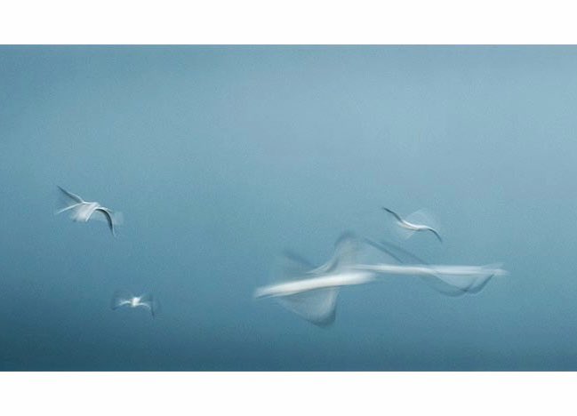 Gulls of Great Yarmouth Have a good day 😀