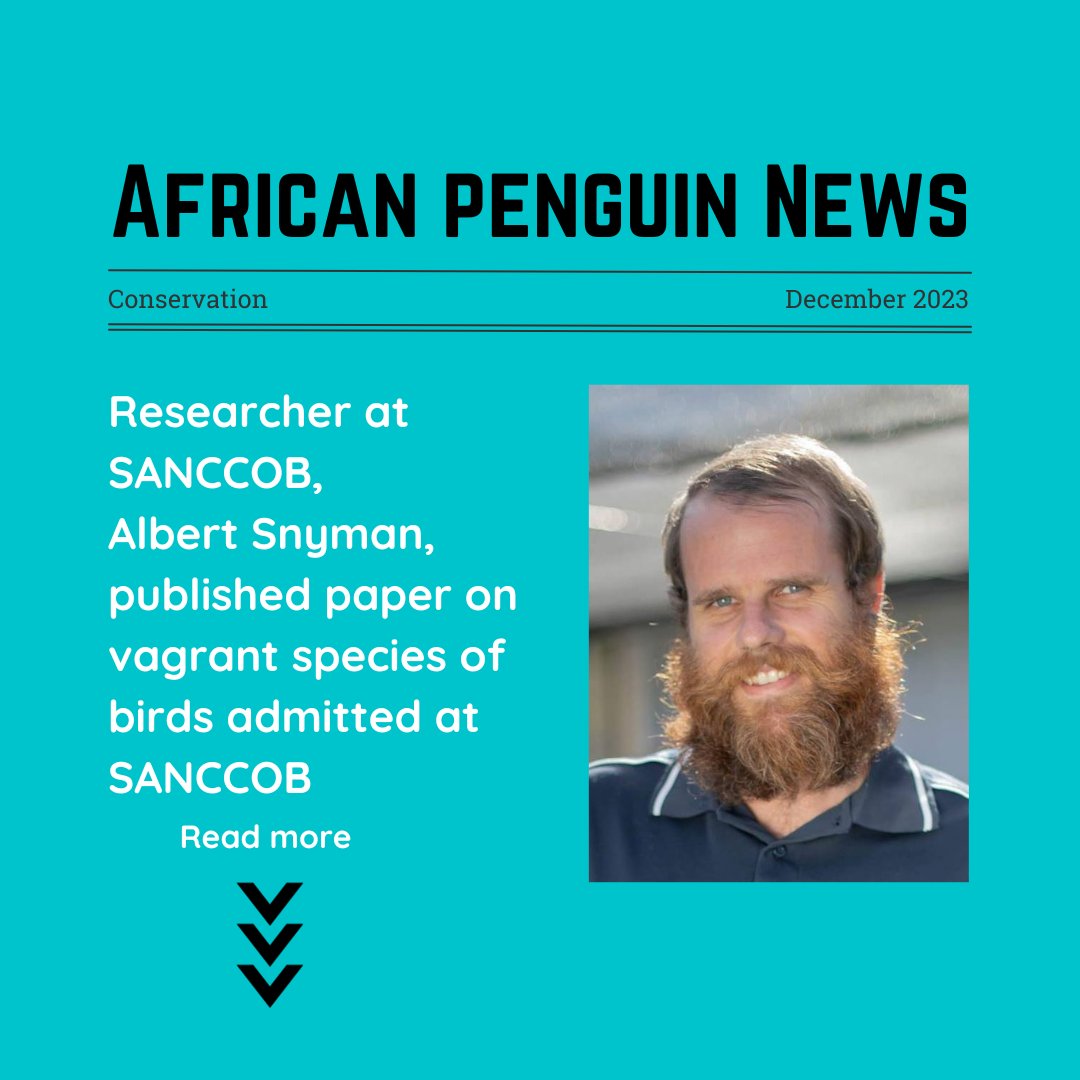 A researcher here at SANCCOB, Albert Snyman, published a paper on vagrant species of birds admitted to SANCCOB over 25 years. The paper gives an interesting overview of some of the species we see, and highlights our success in rehabilitating them. deepdyve.com/lp/springer-jo…