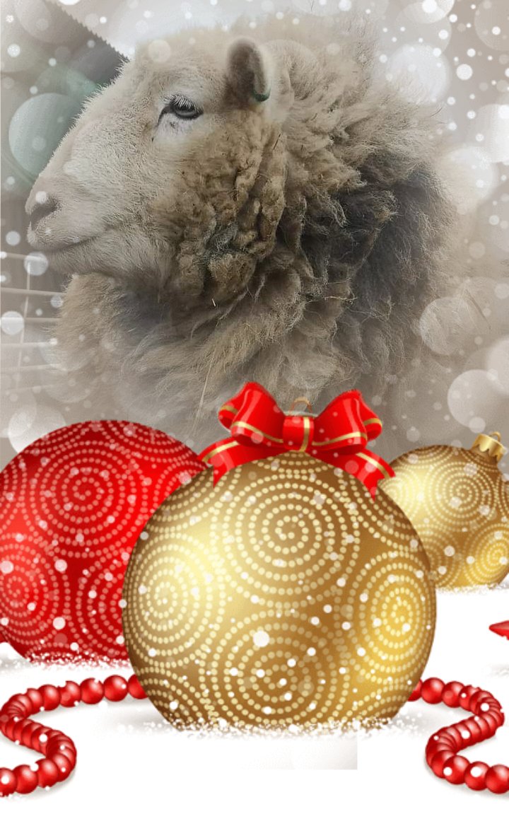fars_sanctuary's tweet image. 🎄 #FARSAdventCalendar 🎄
DAY 20 #CloudSheep
Cloud is one of our more reserved sheep, less comfortable around humans than many of our guys. But a #RichTeaBiscuit usually brings her trotting over 🍪🐑! And however she wants &amp;amp; needs to live &amp;amp; relate is fine by us, of course 🤗💖