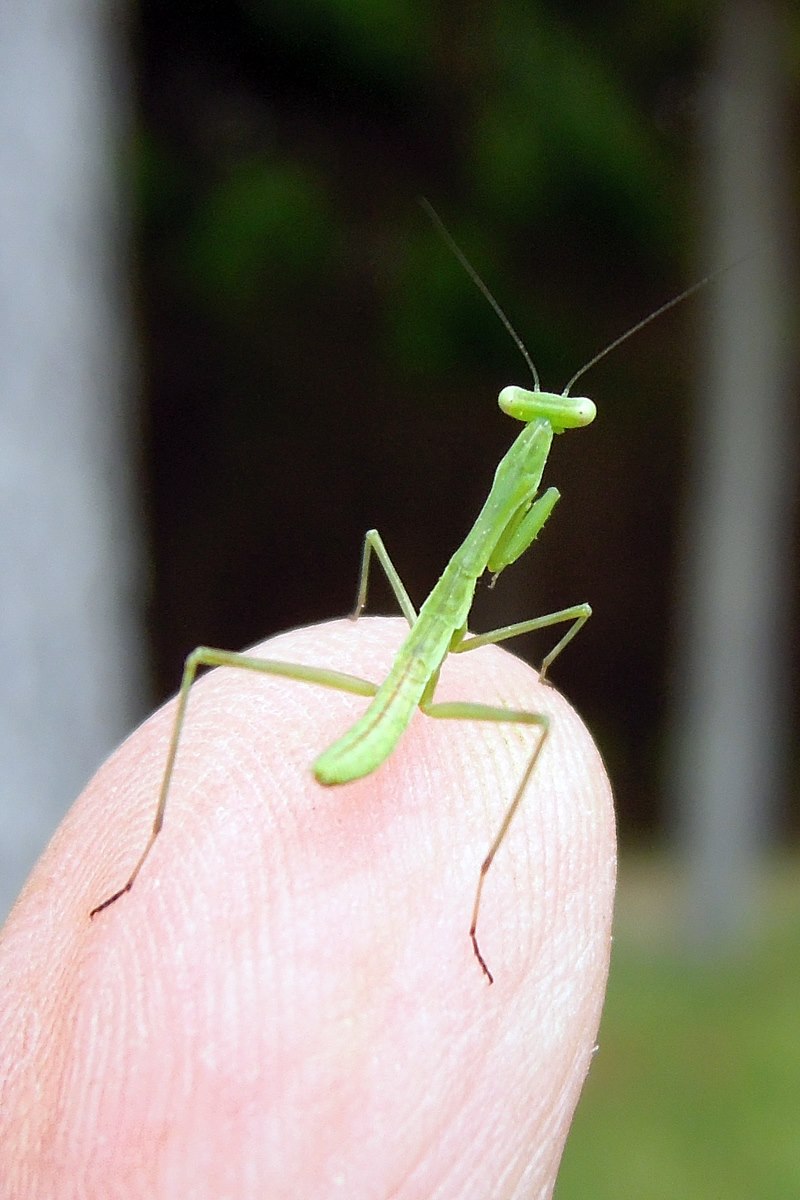 michanzl's tweet photo. A tiny baby praying mantis ๐
#prayingmantis #insect #insectphotography #insects #green #babymantis #babymantids https://t.co/pfEvwoxkFU