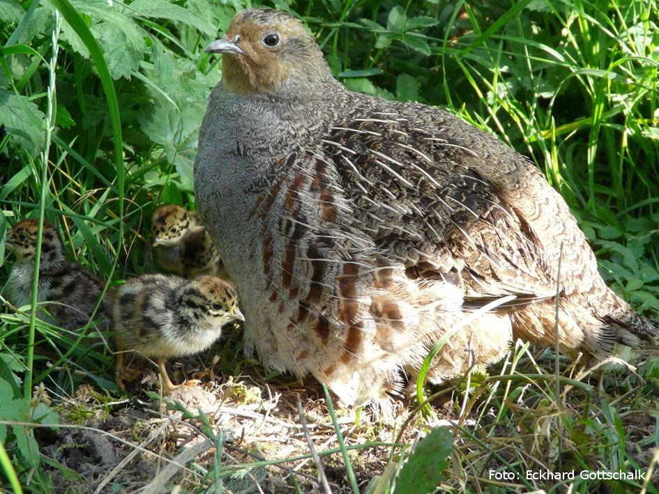 #ArtenreicherAdvent 🚪 20/24

Rebhuhn (Perdix perdix) - früher ein häufiger Feldvogel, jetzt stark gefährdet. <a href="/RoteListe_RLZ/">Rote-Liste-Zentrum</a> 

Seit fast 20 Jahren setzt sich die BSG mit vielen anderen (u.a. @ConsBio_Goe @PARTRIDGE_NSR <a href="/BfN_de/">BundesNaturschutzAmt</a>) für den Schutz ein. <a href="/LisaDumpe/">Lisa Dumpe</a> 

📸 @Rebhuhn6