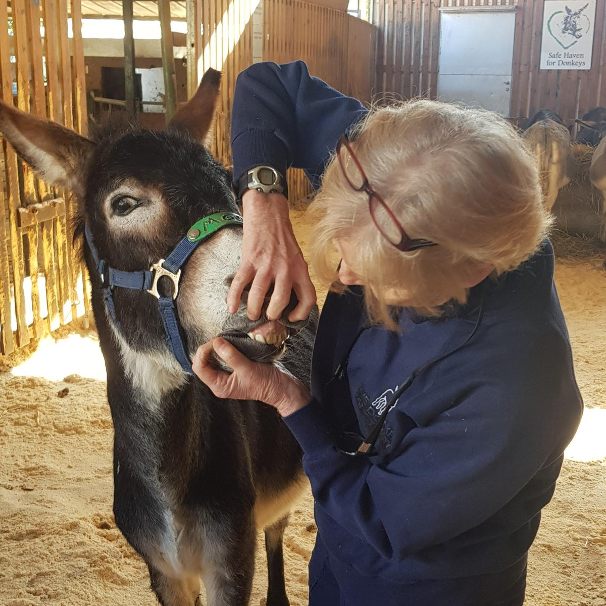 TEETH, TEETH & more TEETH 🦷 😁With 250+ rescued donkeys, our team have a lot of teeth to check & dentistry work to be actioned which is absolutely vital but also very expensive 😳 🚨 Please support our work & make a donation today - thank you🙏 ow.ly/2Ev050MS1ti