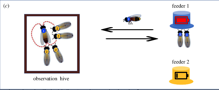 Fabio Manfredini (@fmanfredini79) on Twitter photo The brains of bees who follow a dance have a similar molecular signature to the dancers they followed! 🐝🧠🧬 Extremely excited to see our research published in #ProcB today: here 👉🏽 royalsocietypublishing.org/doi/10.1098/rs… with @ElliLeadbeater1, <a href="/yannick__/">Yannick Wurm 🐜🐝🦋 @yannick@ecoevo.social</a> , <a href="/WaspWoman/">Prof Seirian Sumner</a>, <a href="/RSocPublishing/">Royal Society Publishing</a> The brains of bees who follow a dance have a similar molecular signature to the dancers they followed! 🐝🧠🧬 Extremely excited to see our research published in #ProcB today: here 👉🏽 royalsocietypublishing.org/doi/10.1098/rs… with @ElliLeadbeater1, <a href="/yannick__/">Yannick Wurm 🐜🐝🦋 @yannick@ecoevo.social</a> , <a href="/WaspWoman/">Prof Seirian Sumner</a>, <a href="/RSocPublishing/">Royal Society Publishing</a>