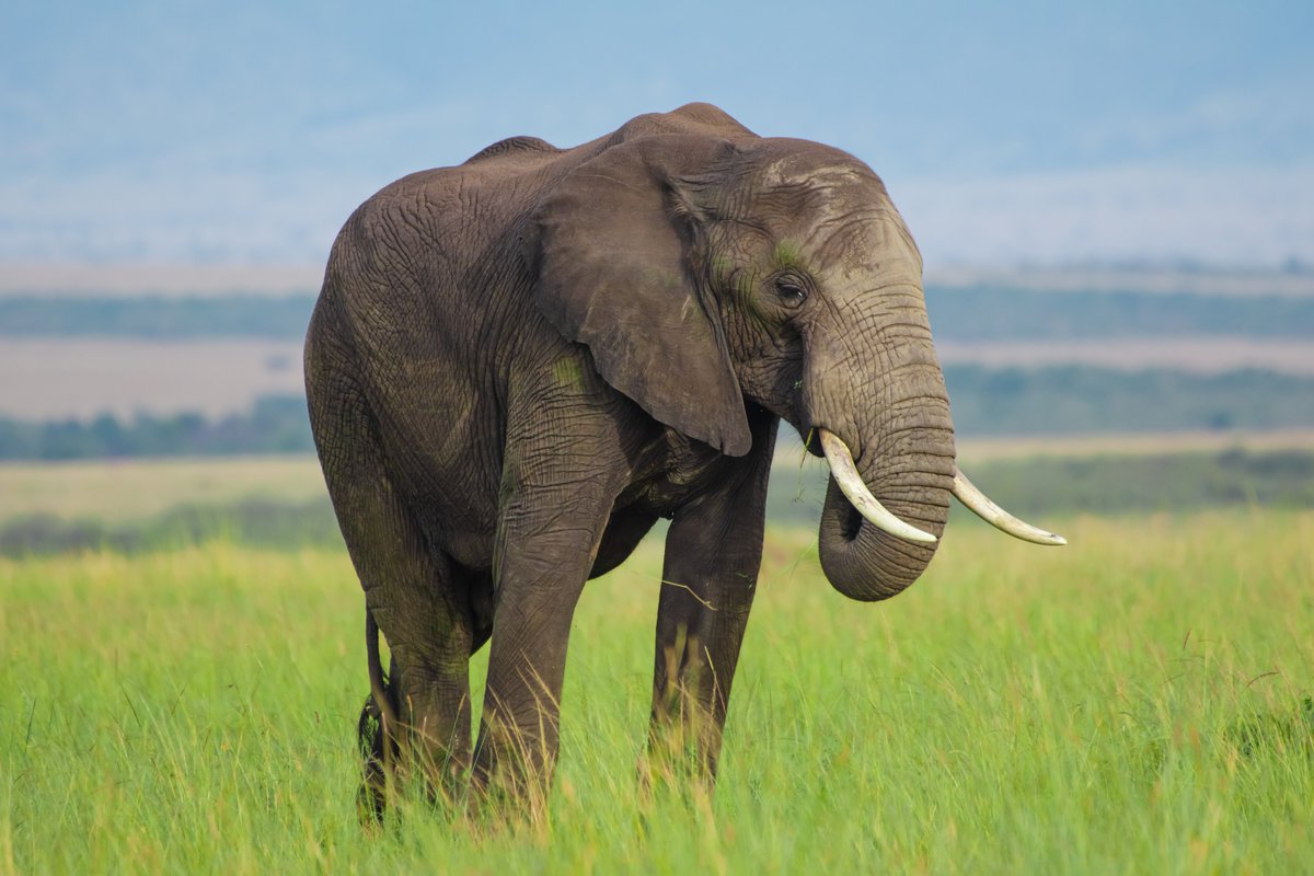 Can you see the green tint on the skin..Yes this elephant has taken a make up with the savanna grass.. 😆
🐘Masai Mara | Kenya
#elephant #africanelephants #bigfive #masaimarareserve #bownaankamal #capturedinafrica #lonelyplanet #africa #kenya #ecosystemprotection #nikon