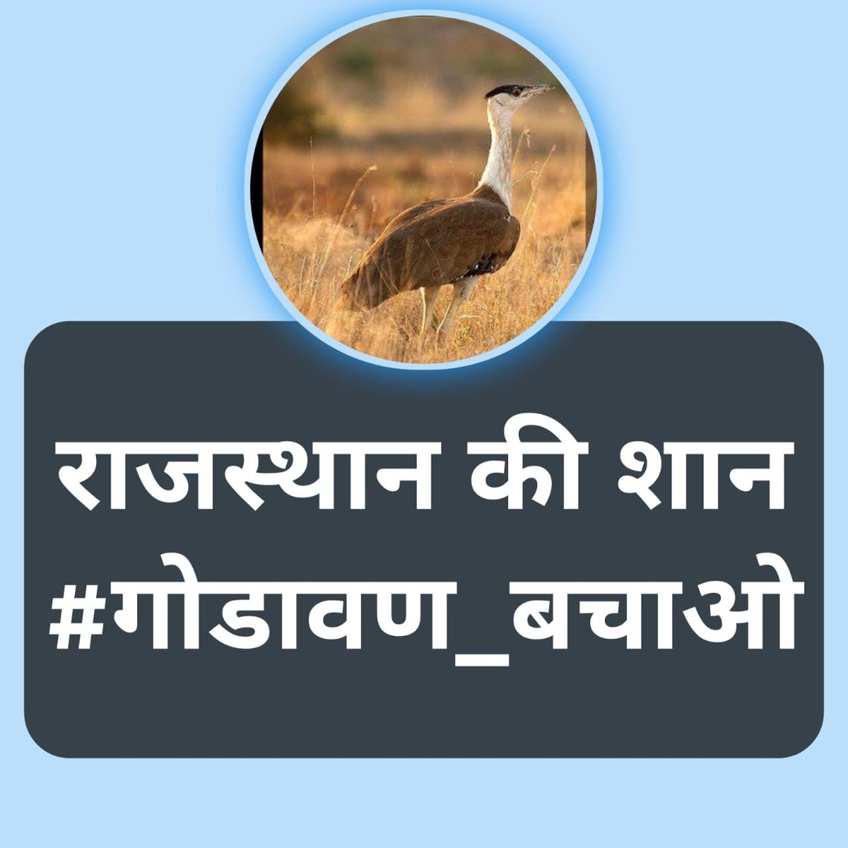 sumitdookia's tweet photo. #गोडावण_बचाओ
We need population census and a revised protection cum insitu conservation plan
@ForestRajasthan @thardesertphoto @RadheBishnoi__ 
@RajCMO @byadavbjp @moefcc https://t.co/8zp7YWUUAG
