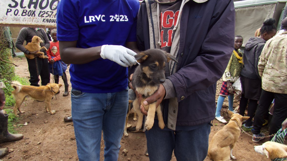 mpala_rc's tweet photo. The #LRVC team is making waves in their 2023 campaign! Led by @le_ngatia, they're on track to vaccinate 25,000 dogs &amp; cats. But that's not all–the mission includes training communities on rabies awareness and prevention.

Dive into their impactful story:https://t.co/SGUEq9q34E https://t.co/Ark5YFDjAO