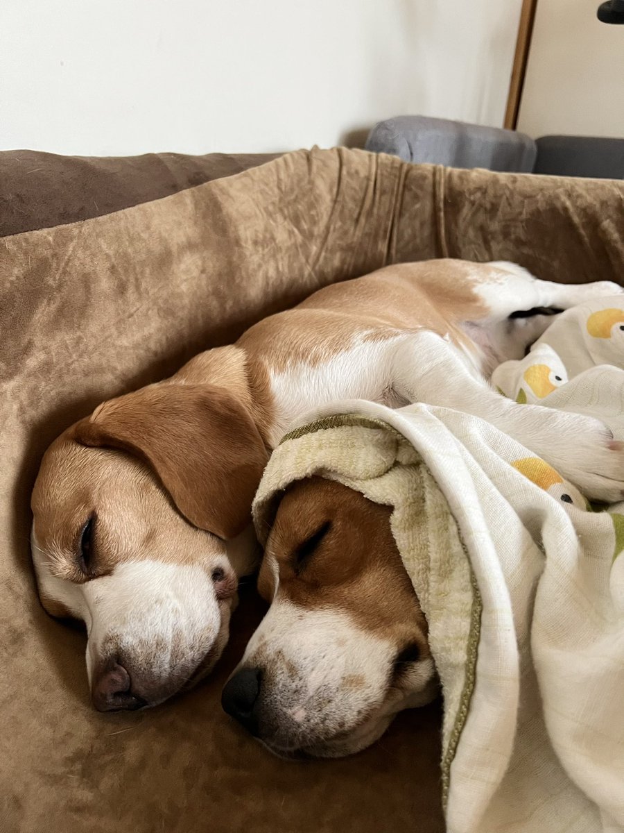 寄り添って寝るの可愛すぎる😊

#犬 #ビーグル #レモンビーグル #かわいい #ビーグルのいる暮らし #多頭飼い #函館 #北海道  #dog #beagle #beagles #lemonbeagle #beaglelife #beaglelove #doggylife #doggylove #hakodate #hokkaido