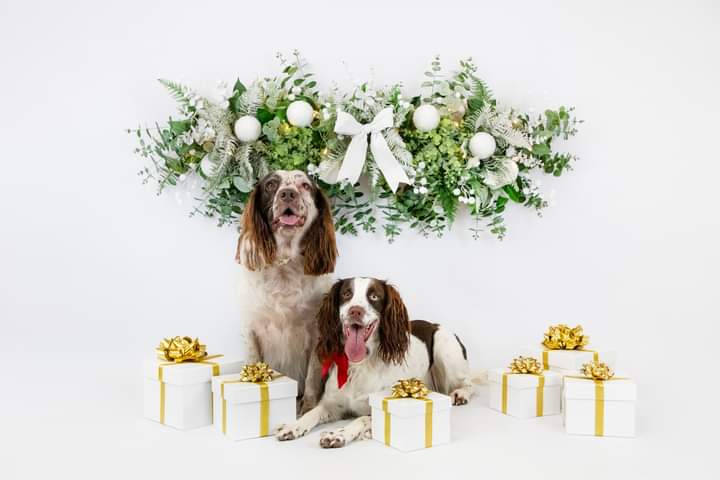 Merry Christmas from Poppy and Mabel 🥰 #Christmas #dogs @TweeetsOfDogs