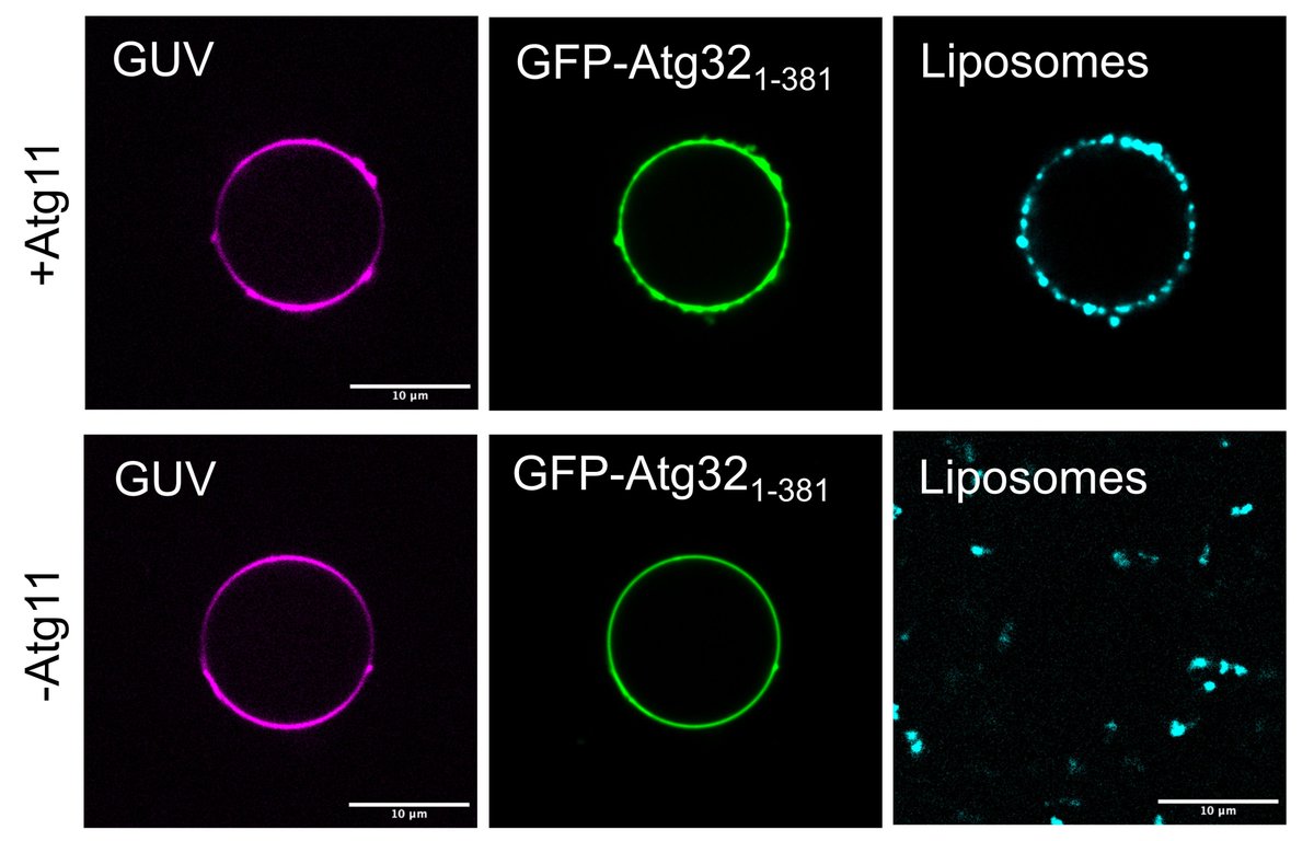 New paper up on bioRxiv biorxiv.org/content/10.110… 
Awesome work from <a href="/Devika_An/">devikaA</a> demonstrating what types of tethering you can reconstitute with GUVs and liposomes in vitro.
She also shows that Atg11 can bind some membranes and recruit them to Atg32 coated GUVs.